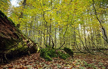 Meisterwerke, Urwälder und Prachtbauten