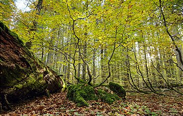Meisterwerke, Urwälder und Prachtbauten - Österreichs Erbe für die Welt
