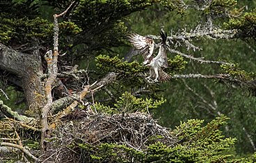 Schottlands wilde Jahreszeiten