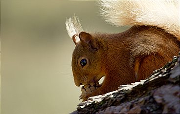 Schottlands wilde Jahreszeiten