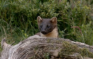 Schottlands wilde Jahreszeiten