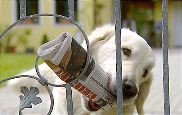 So schlau sind Tiere