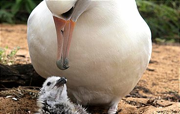 Tierische Superbauten