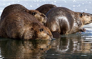 Tierische Superbauten