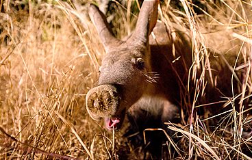 Tierische Wohngemeinschaften