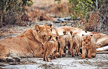 Tierkinder der Wildnis