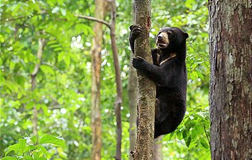 Wilde Insel Borneo