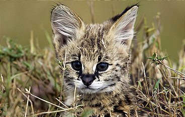 Wilde Tierbabys