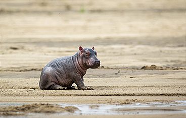 Wilde Tierbabys