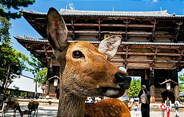 Wildes Japan - Land der tausend Inseln
