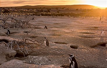 Wildes Patagonien