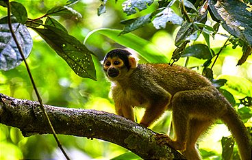 Wildes Peru