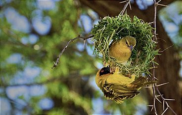 Wow! Überraschende Tiergeschichten