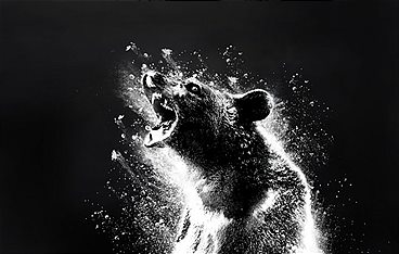 Cocaine Bear