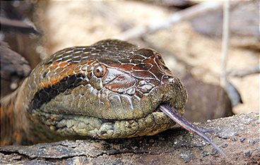 Big Five Südamerika