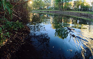 Big Five Südamerika