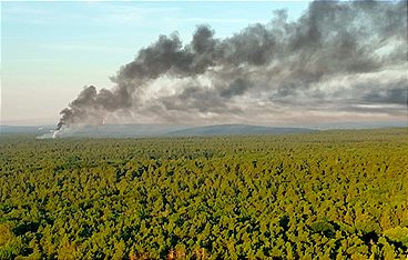 Der Grunewald - Ein Jahr unter Bäumen