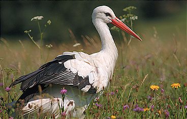 Die Wiese