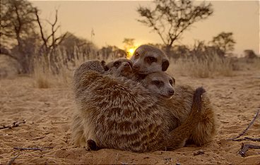 Erdmännchen - ein starkes Team