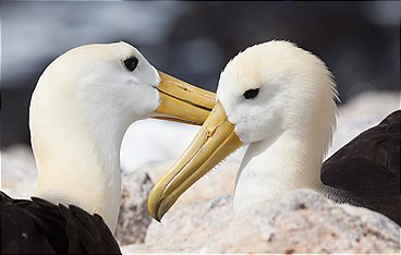 Galapagos