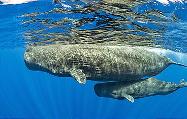 Magisches Mittelmeer