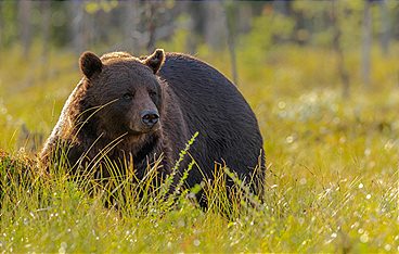 Polartag - Skandinaviens Wildnis im Sommer