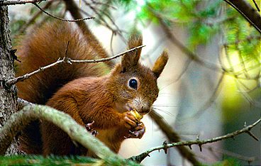 Unsere Eichhörnchen