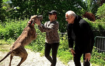 Die großen Hunde - Mit Martin Rütter