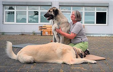 Die großen Hunde - Mit Martin Rütter