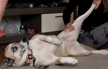 Die Unvermittelbaren - Mit Martin Rütter: Das große Wiedersehen