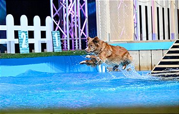Top Dog Germany - Der beste Hund Deutschlands