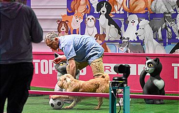 Top Dog Germany - Der beste Hund Deutschlands