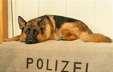 Kommissar Rex