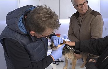 Die Tier-Docs! Pfotenhelden mit Herz