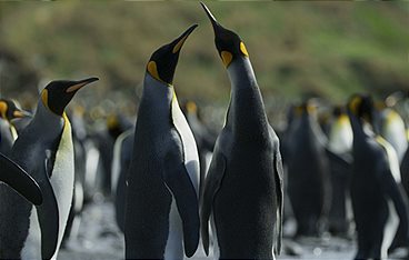 Terra Mater - Badestrand der Pinguine