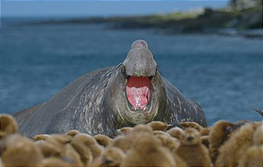 Terra Mater - Badestrand der Pinguine