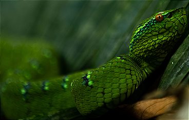 Terra Mater - Die Philippinen