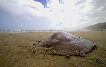 Terra Mater