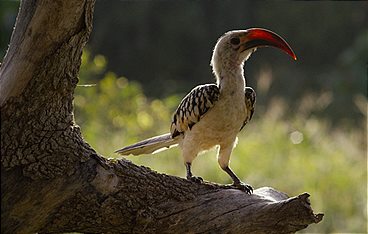 Terra Mater - Eine Perle im Sand