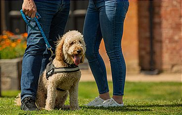 Unsere Hundeschule
