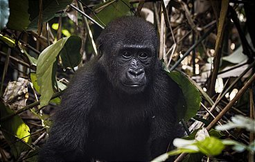 Naturparadiese mit Zukunft - Kongo, Schutz für den Gorillawald
