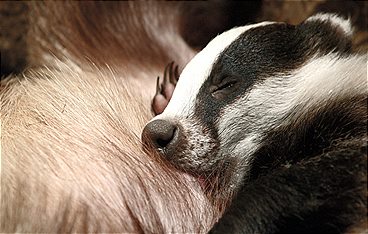 Dachse - Unsere unbekannten Nachbarn