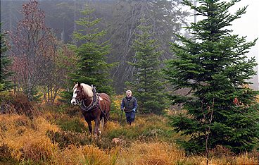 Der Schwarzwald rund ums Jahr