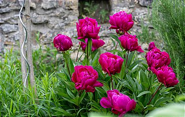 Garten & Lecker