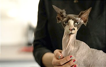 Leiden auf vier Pfoten