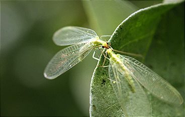 Naturwunder Gemüsegarten