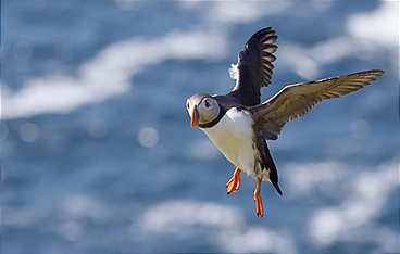 Schottlands neue Wildnis - Von den Inseln in die Lowlands