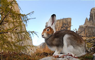 Wilde Alpen