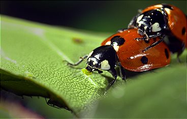 Wilde Eltern - Mit Leidenschaft zum Nachwuchs