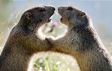 Wilder Frühling - Tierische Liebe zwischen Oberrhein und Zugspitze
